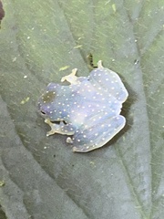 Cochranella euknemos