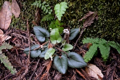 Veronica californica