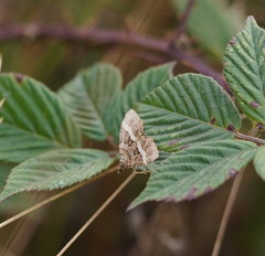 Chrysolarentia vicissata