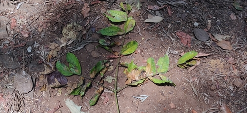Image of Kenya coffeeshade by (c) T R Shankar Raman, some rights reserved (CC BY)