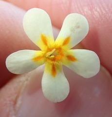 Zaluzianskya pusilla