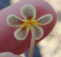 Zaluzianskya pusilla