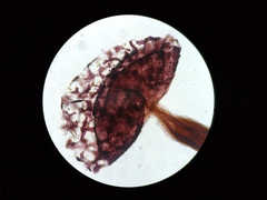 Cribraria vulgaris
