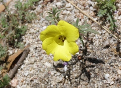 Camissonia kernensis
