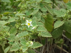Solanum tweedianum