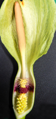 Arum maculatum