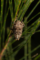 Orthorhinus