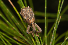 Orthorhinus