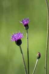 Cirsium dissectum