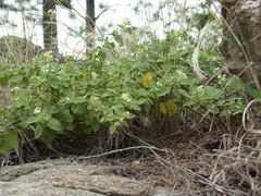 Solanum tweedianum