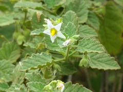 Solanum tweedianum