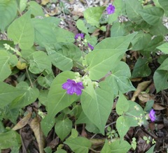Mirabilis violacea