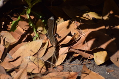 Chalcides sexlineatus