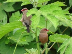 Estrilda troglodytes