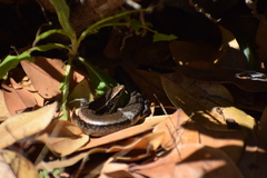 Chalcides sexlineatus