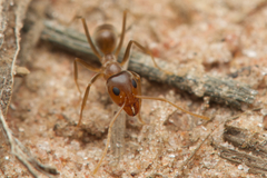 Iridomyrmex pallidus