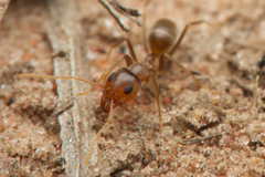 Iridomyrmex pallidus