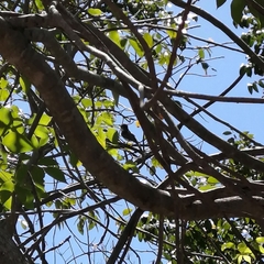 Myiarchus stolidus