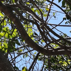 Myiarchus stolidus