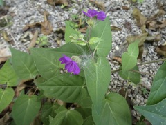 Mirabilis violacea