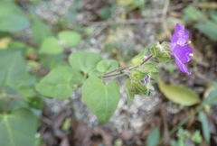 Mirabilis violacea