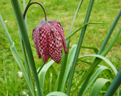 Fritillaria meleagris