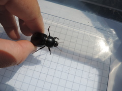 Ocnodes