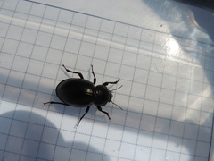 Ocnodes