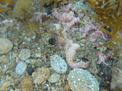 Thylacodes aotearoicus