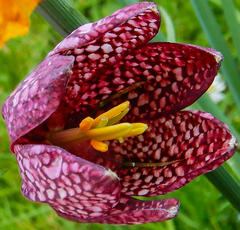 Fritillaria meleagris