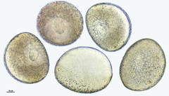 Fritillaria meleagris