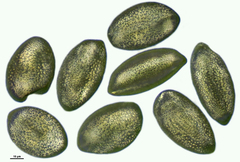 Fritillaria meleagris