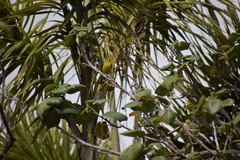 Serinus canaria canaria