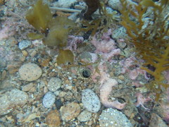 Thylacodes aotearoicus