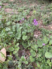 Erodium malacoides