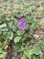 Erodium malacoides