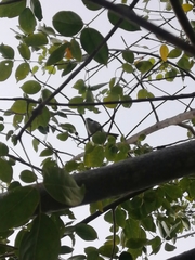 Phaenicophilus palmarum