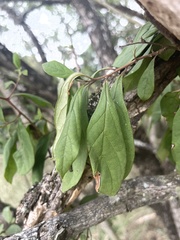 Diospyros simii