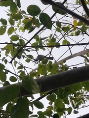 Phaenicophilus palmarum