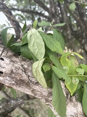 Diospyros simii