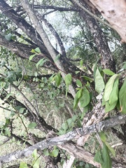 Diospyros simii