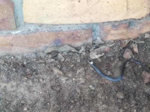 White-crowned Snake