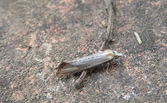 Cochylimorpha decolorella