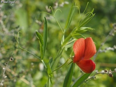 Lathyrus pseudocicera