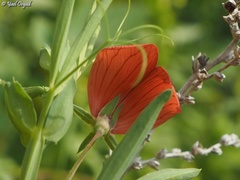 Lathyrus pseudocicera