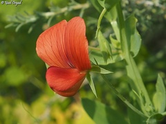 Lathyrus pseudocicera