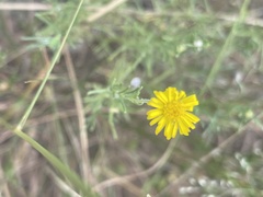 Felicia mossamedensis