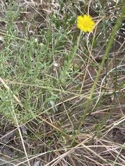 Felicia mossamedensis