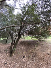 Quercus ilex