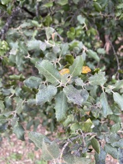 Quercus ilex
